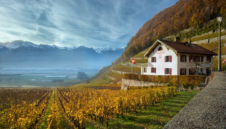 vitigno vini obrist