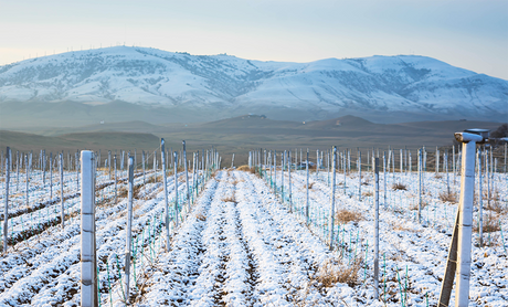 Il Solstizio d’Inverno nei vigneti