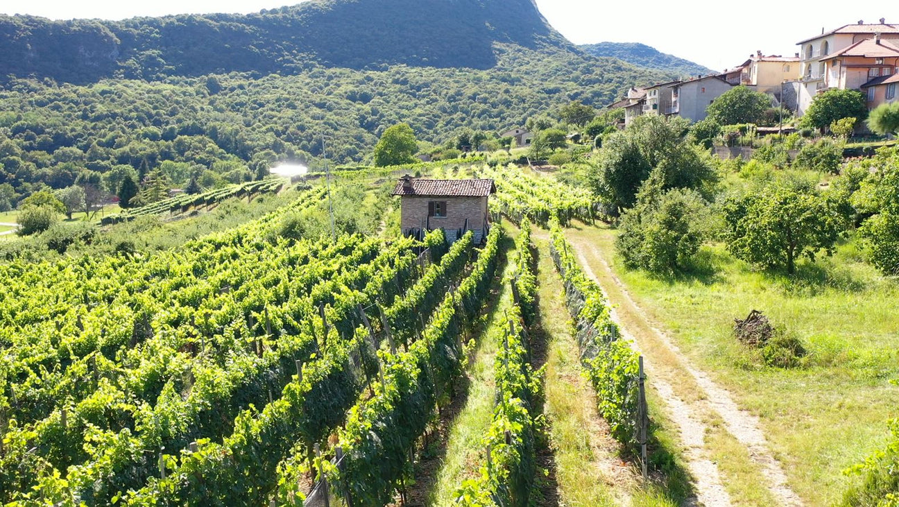 Vini Della Casa