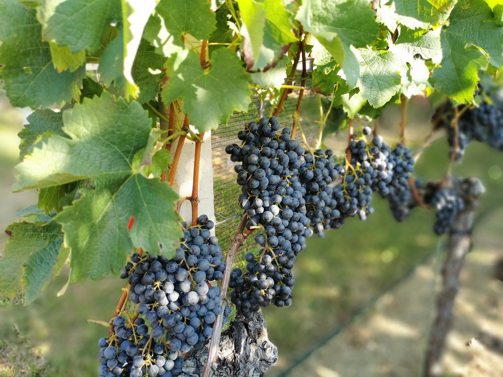 CHE SUCCEDE IN VIGNA?