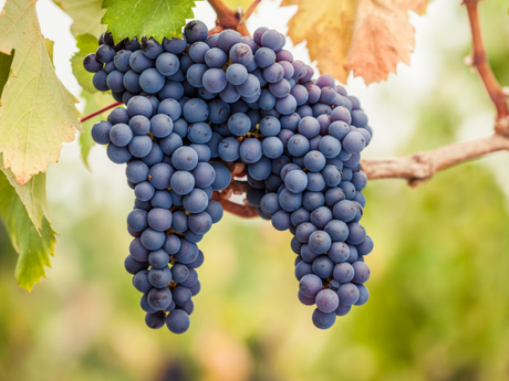 Pinot: un vitigno, mille sfumature