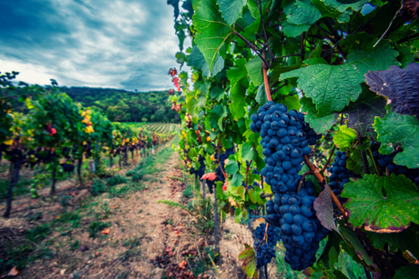 Grappolo uva Merlot nel vigneto