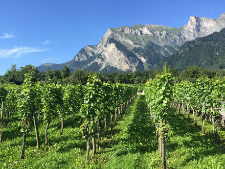 Vini Svizzera tedesca