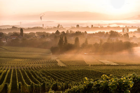 Vini della Svizzera romanda